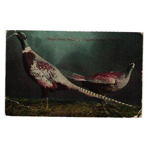 Vintage Postcard Of Chinese Denny Pheasants Oregons Famous Game Bird